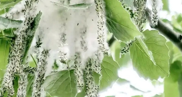 “最美四月天”遇上杨柳絮，该拿“粘人”的白毛毛怎么办？